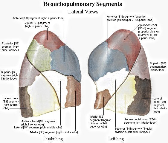 Bronchopulmonary segments Archives - PT Master Guide
